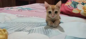 3-6 Months Female Mixed Breed Cat