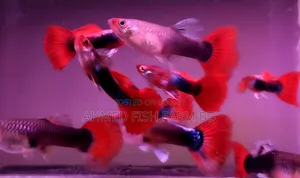 Premium Red Tuxedo Guppy Fish | Pure Bloodline, Breeding Pair Available