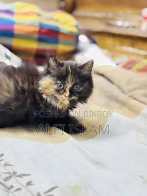 1-3 Months Female Purebred Persian