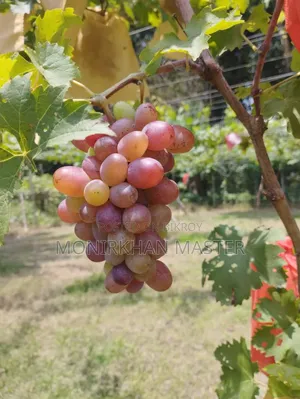 বিশাল ছাড়! ফল ধরা রানিং আঙ্গুরের মাতৃগাছ বিক্রয়