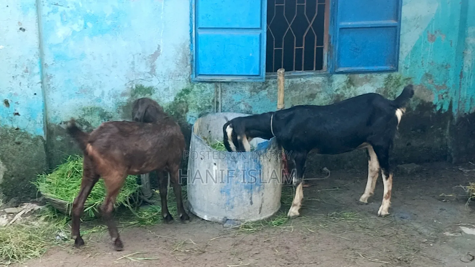 ছাগল তোতাপুরি