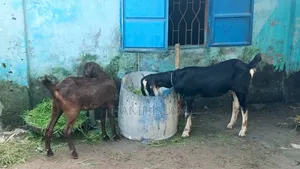 ছাগল তোতাপুরি