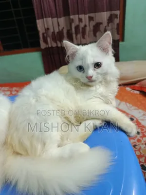 1-3 Months Female Purebred Persian