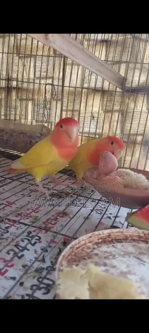 Love Bird (Running)