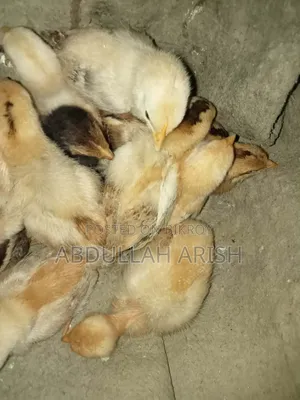 অরিজিনাল দেশি মুরগির বাচ্চা বিক্রি