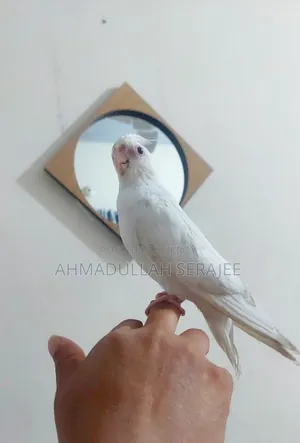 ফুল টেম এলবিনো ককাটেল