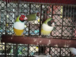 Golden Finch Adult Pair