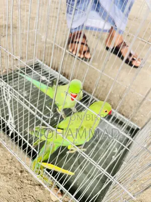 রানিং টিয়া পাখির জুড়া