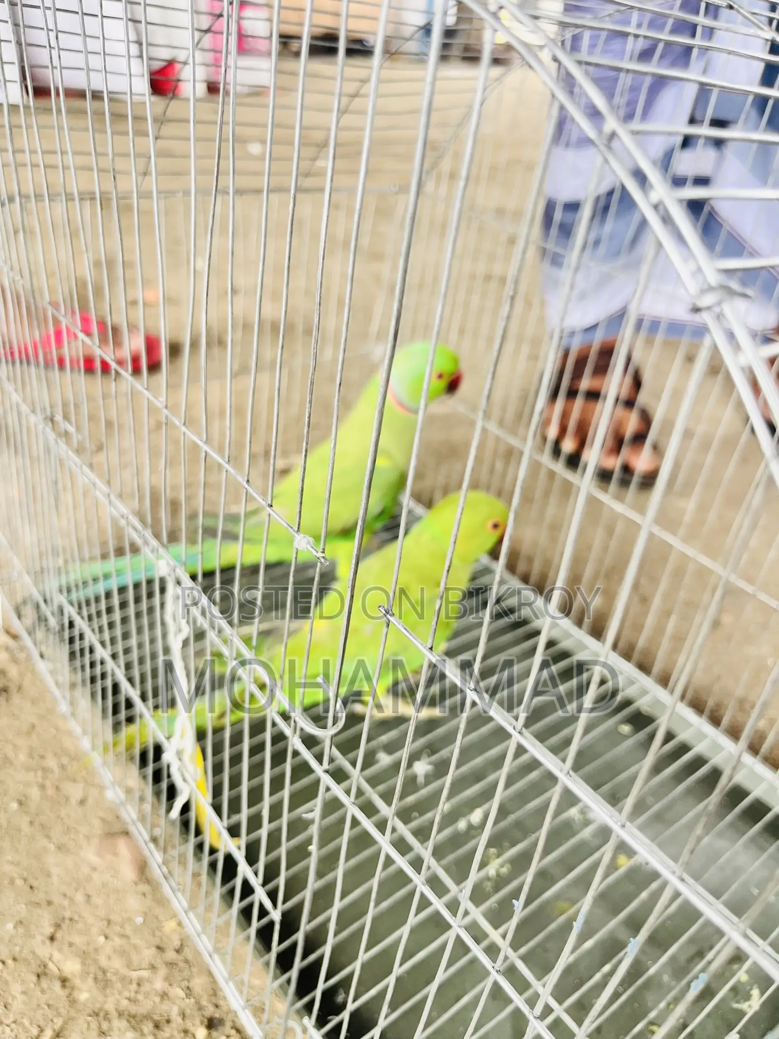 রানিং টিয়া পাখির জুড়া