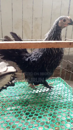 Silver Seebright, Japani Bantam