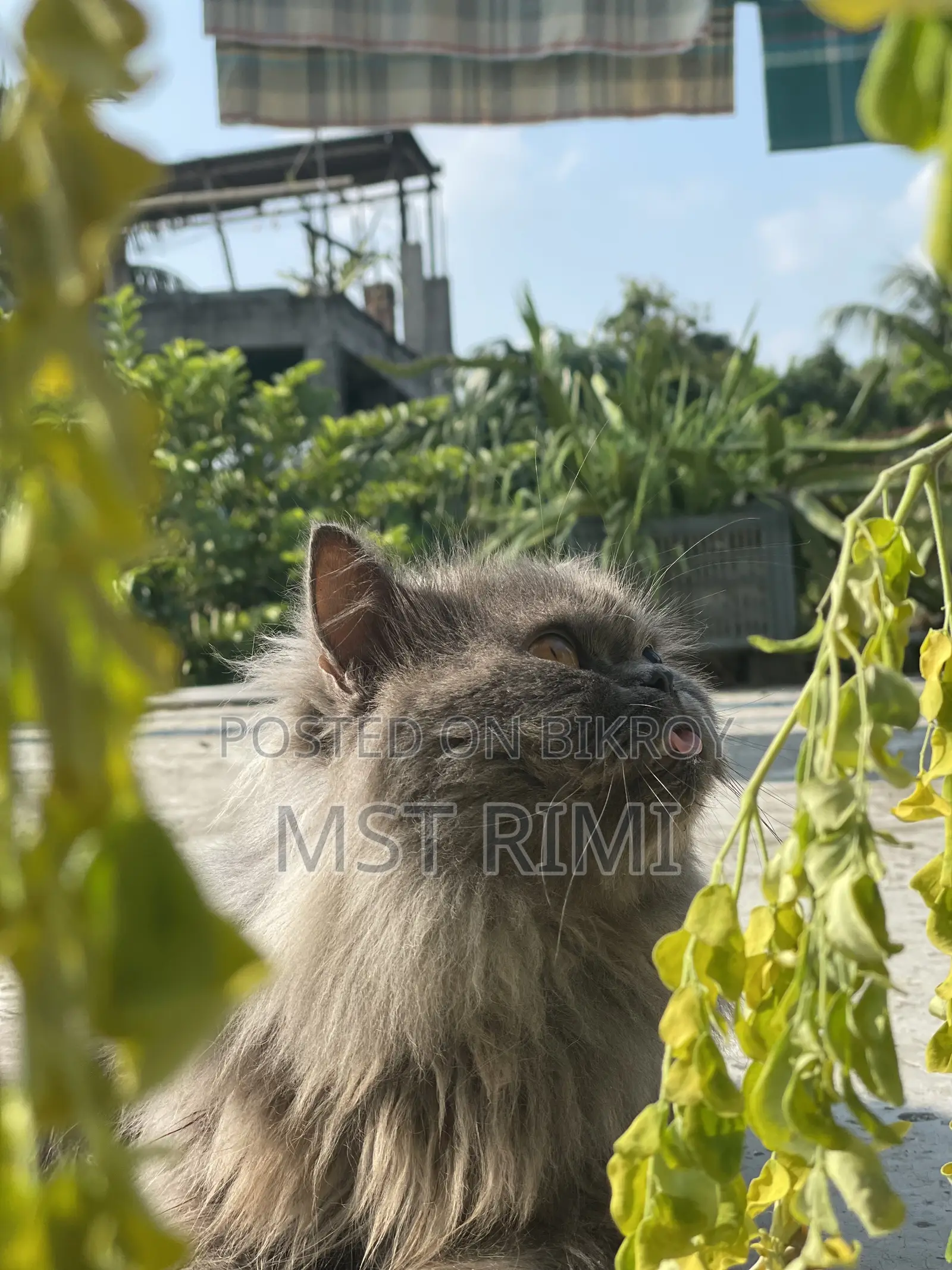 ৬-১২ মাস বয়সী পুরুষ বিশুদ্ধ জাতের টার্কিশ অ্যাঙ্গোরা