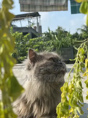 ৬-১২ মাস বয়সী পুরুষ বিশুদ্ধ জাতের টার্কিশ অ্যাঙ্গোরা