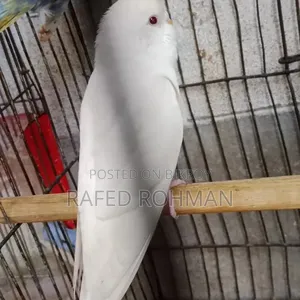 এলভিনো রেড আই তিনটা ফিমেল।৷৷ দুইটা ব্লু ক্লাসিক মেল নিউ এডাল