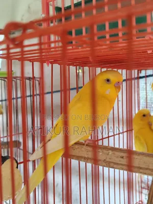 Lutino Red Eye Male and Jp Male for Sell