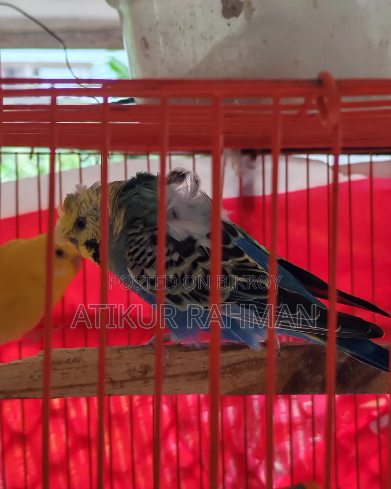 Lutiono Red Eye Male and Jp Male for Sell