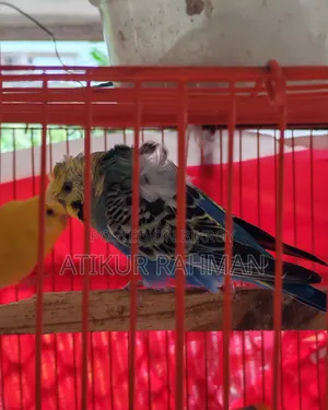 Lutiono Red Eye Male and Jp Male for Sell