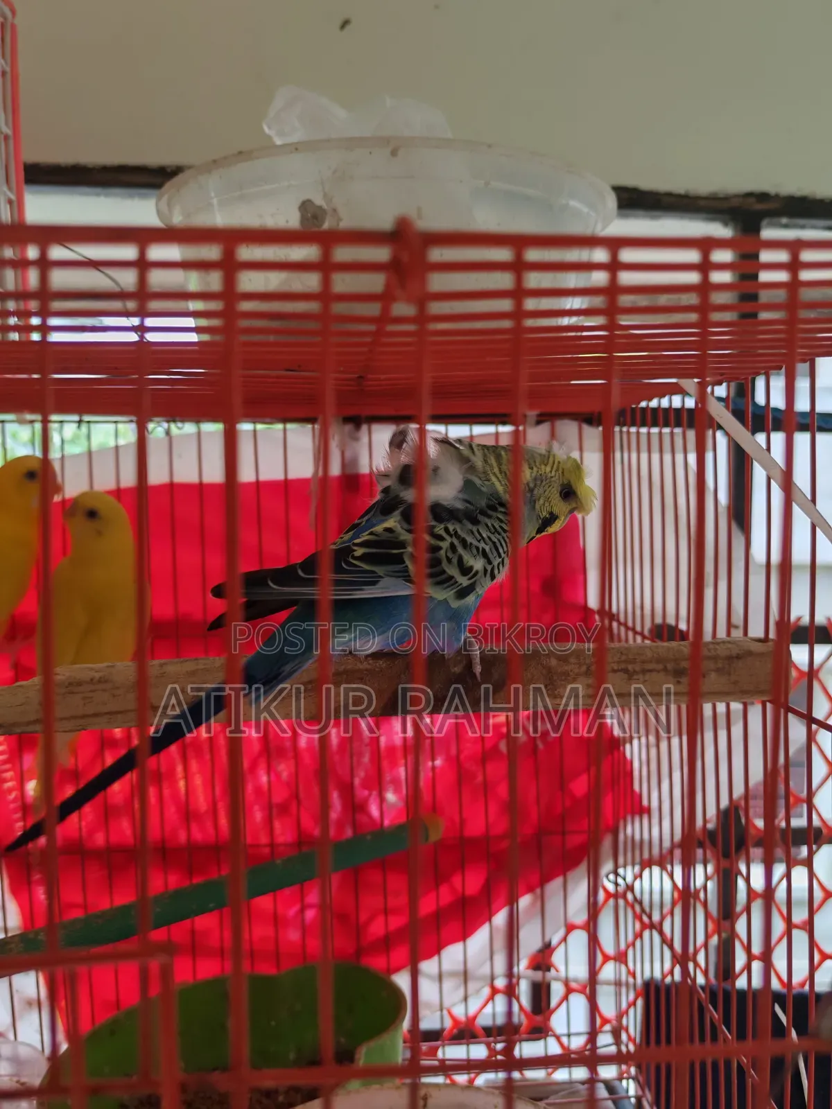 Lutiono Red Eye Male and Jp Male for Sell