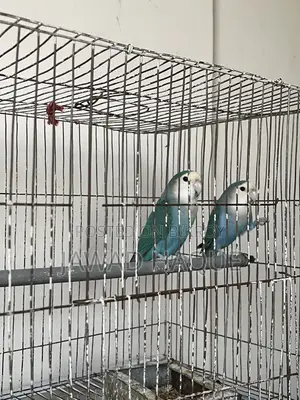 Lovebird