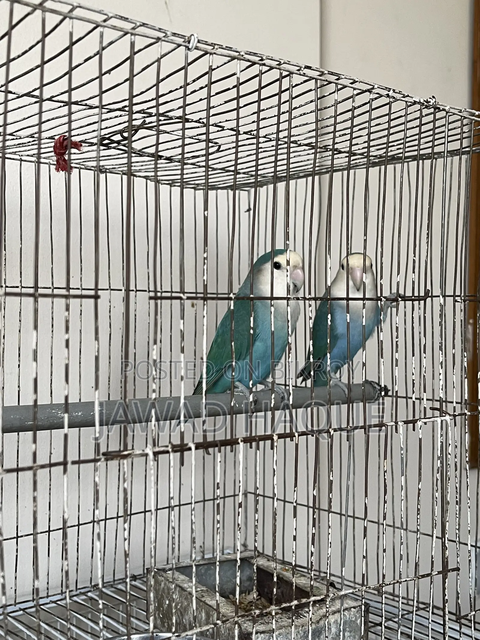 Lovebird