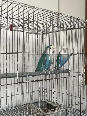 Lovebird