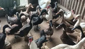 রানিং ডিম দেয়া খাকি ক্যাম্পবেল হাঁস
