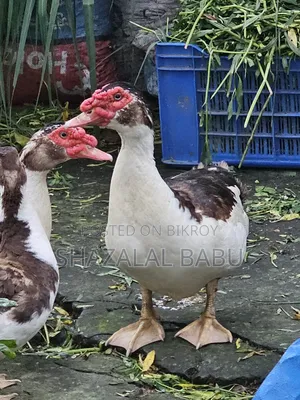 চিনা হাঁস ৭টি