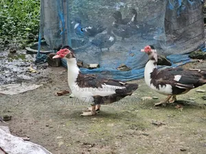 7 Muscovy ducks