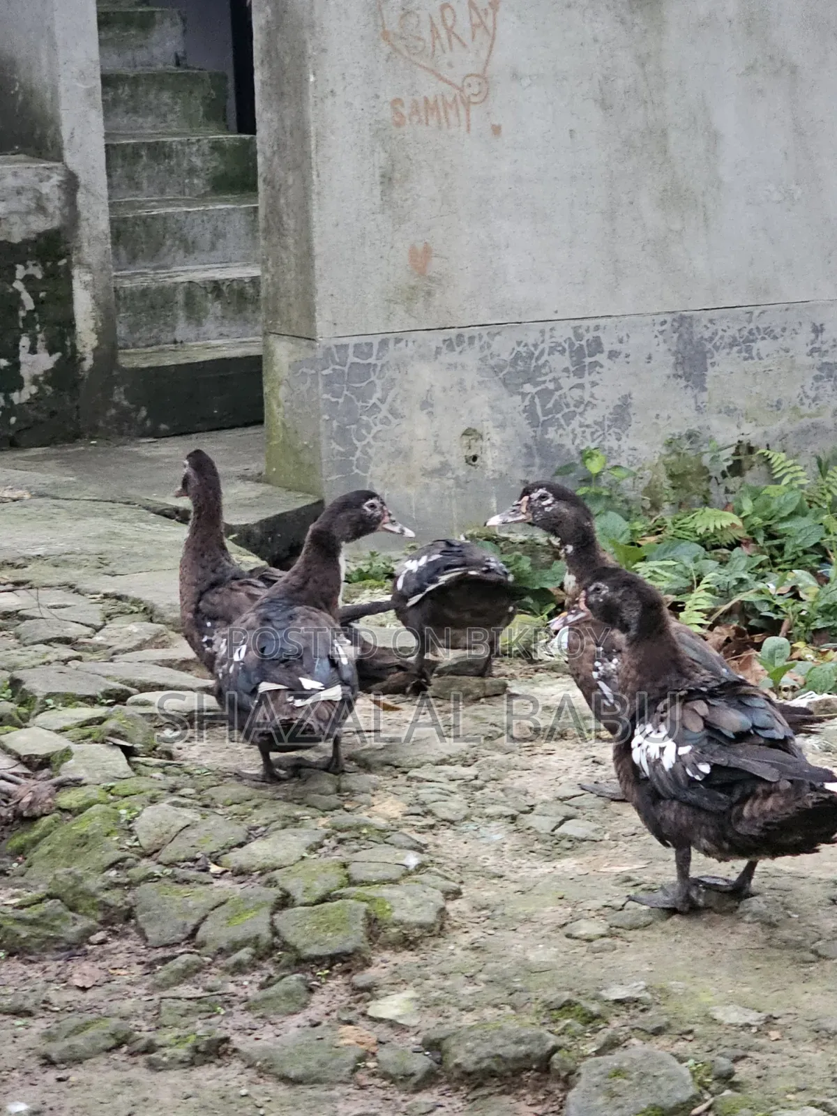 7 Muscovy ducks