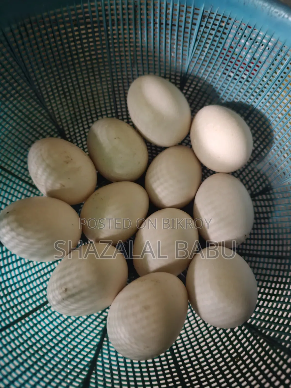 7 Muscovy ducks