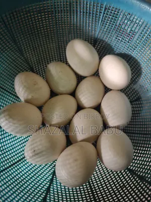 7 Muscovy ducks