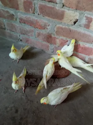 Baby Lutino Cockatiel