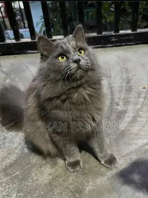 6-12 Months Male Purebred Persian