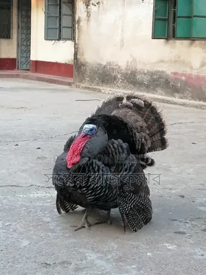 খামারের তাজা ও সুস্থ টার্কি মোরগ বিক্রয়! করা হবে।