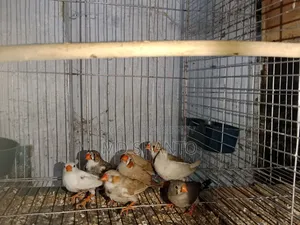 নিউ অ্যাডাল্ট ফিঞ্চ জোড়া
