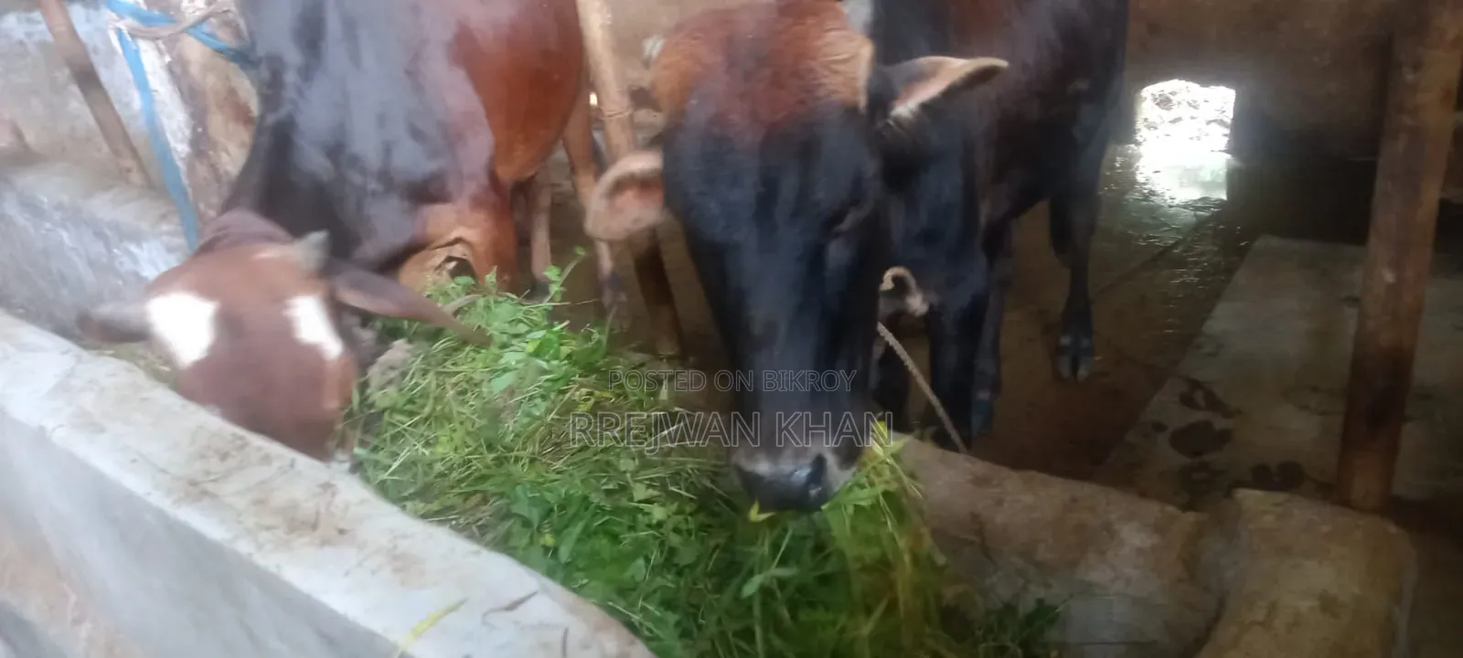 আদাতো ডেকা বিক্রি হবে সিলেট দককিন সুরমা ৮৫০০০যোগাযোগ