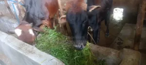 আদাতো ডেকা বিক্রি হবে সিলেট দককিন সুরমা ৮৫০০০যোগাযোগ