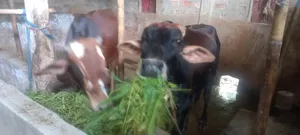 আদাতো ডেকা বিক্রি হবে সিলেট দককিন সুরমা ৮৫০০০যোগাযোগ