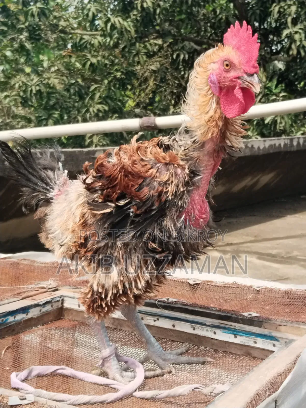 ৪ পিস সুস্থ-সবল পাহাড়ি হেজা / হিলব্যাগ মুরগি বিক্রি হবে"।