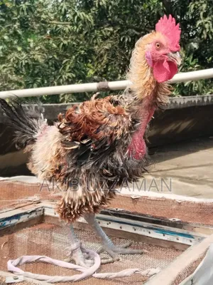 ৪ পিস সুস্থ-সবল পাহাড়ি হেজা / হিলব্যাগ মুরগি বিক্রি হবে"।