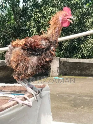 ৪ পিস সুস্থ-সবল পাহাড়ি হেজা / হিলব্যাগ মুরগি বিক্রি হবে"।
