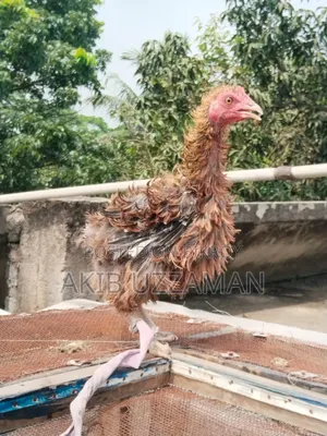 ৪ পিস সুস্থ-সবল পাহাড়ি হেজা / হিলব্যাগ মুরগি বিক্রি হবে"।