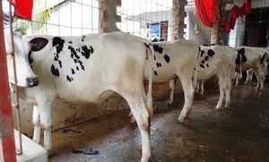 1361 no. 5 heifers for sale.
