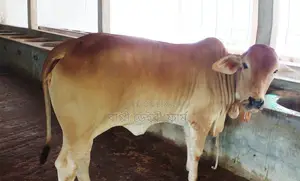 No. 1362 Improved Breed Heifer.