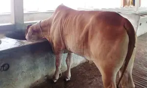No. 1362 Improved Breed Heifer.