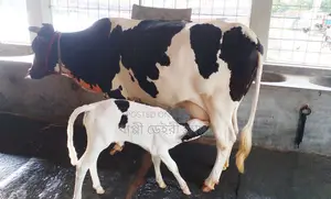 ১৩৬৩ ফ্রিজিয়ান জাতের গাভী বিক্রয় হবে ।