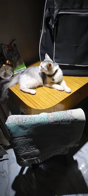 ৩-৬ মাস বয়সী পুরুষ মিশ্র জাতের মেইন কুন