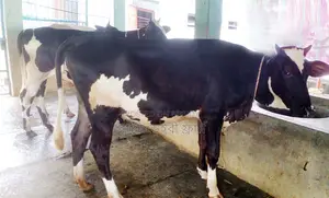 ১৩৬৪ নং উন্নত জাতের ৩টি বকনা বিক্রয় হবে।