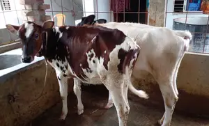১৩৬৫ নং উন্নত জাতের ২ টি বকনা বাছুর বিক্রি ।