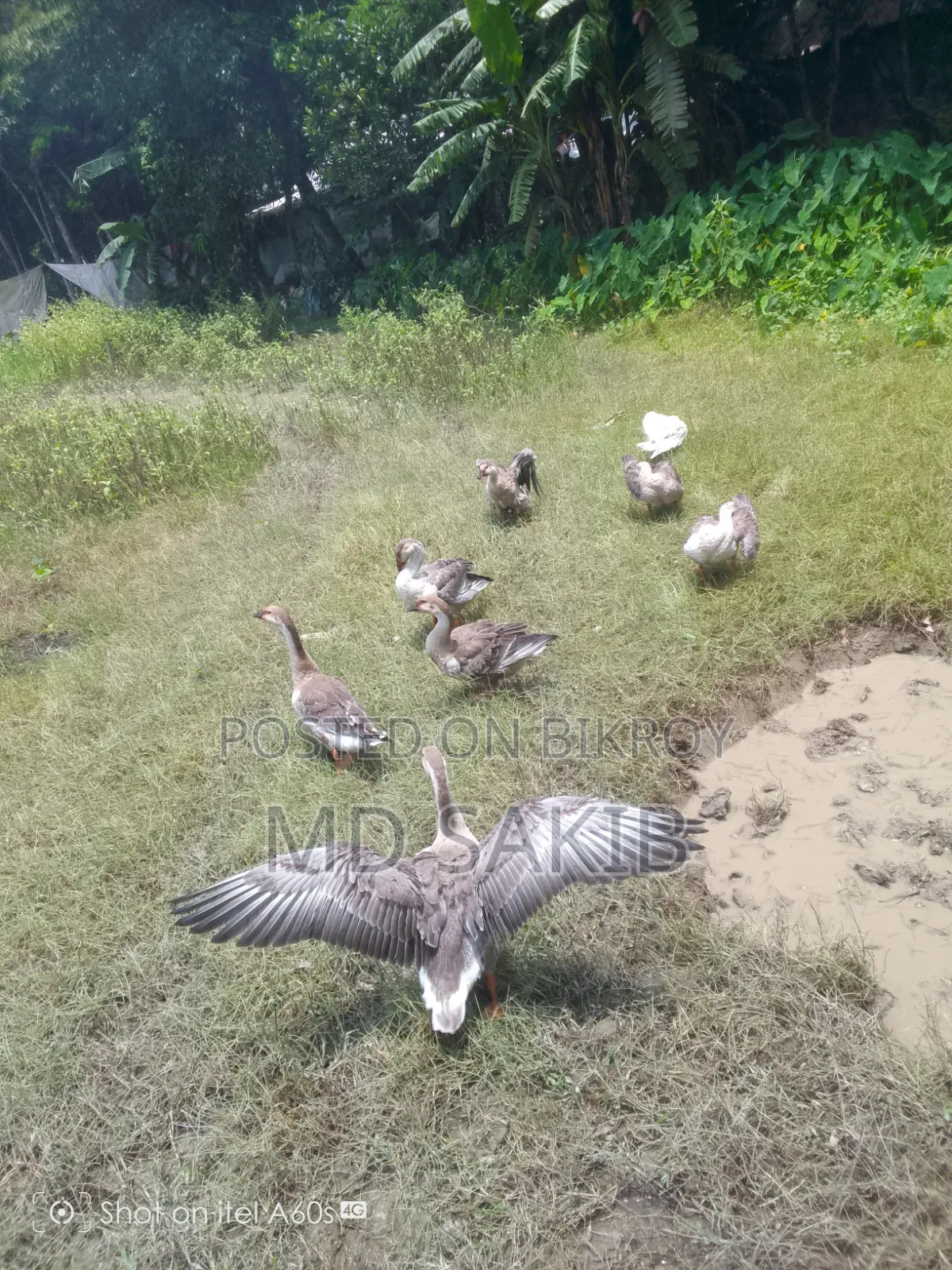রাজা হাস বিক্রি হবে