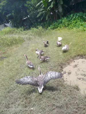 King Goose for sale
